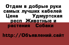  Отдам в добрые руки самых лучших кабелей › Цена ­ 10 - Удмуртская респ. Животные и растения » Собаки   